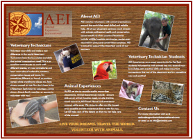AEI e flier